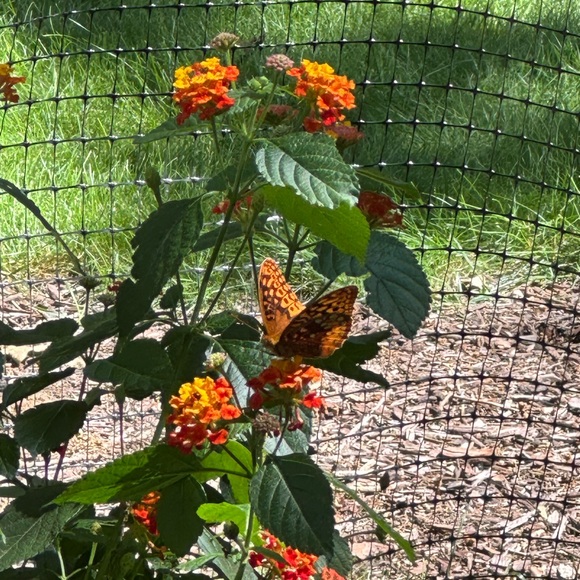 Meet your Posher, Vicki - Picture 2 of 2